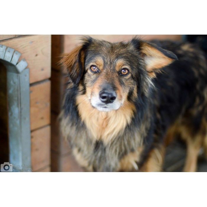 Wyjątkowy Robin szuka wyjątkowego domu