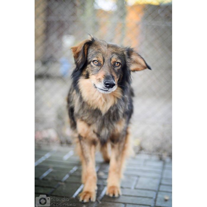 Wyjątkowy Robin szuka wyjątkowego domu