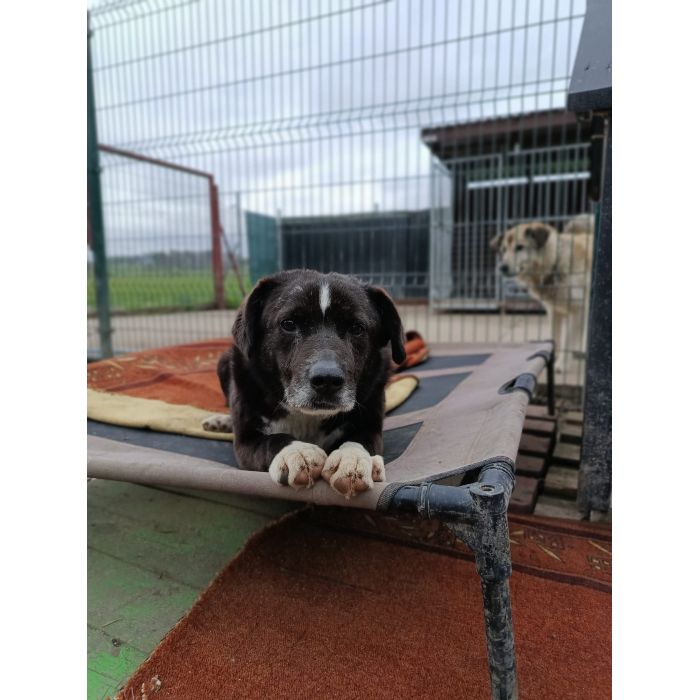 Wania - kochany psiak szuka domu!