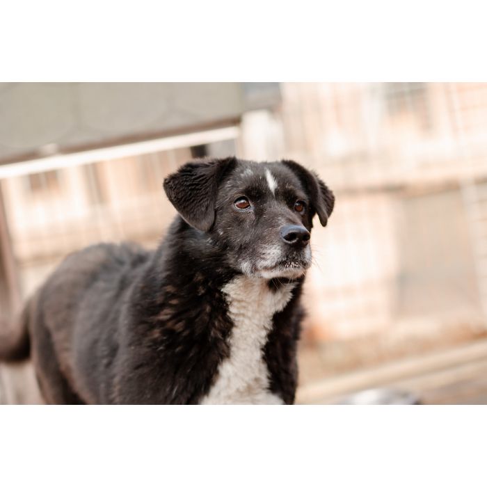 Wania - kochany psiak szuka domu!