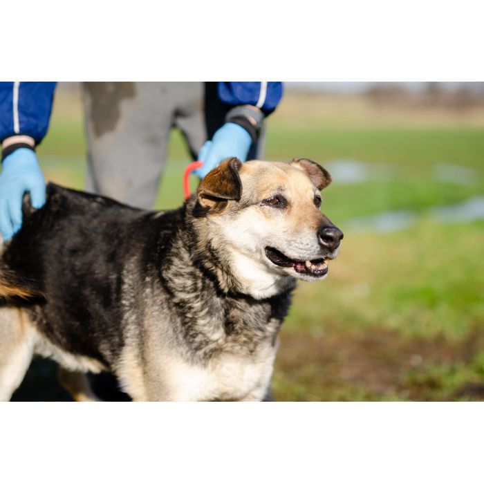 Szaza - cudowna rodzinna suczka szuka domu!