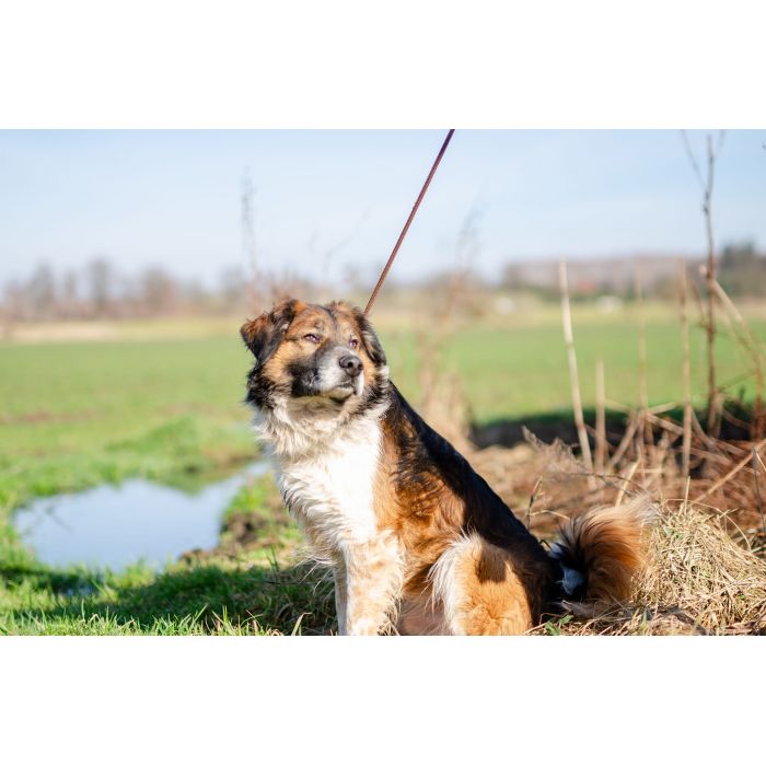 Uśmiechnięty Beet, super psiak szuka domu!