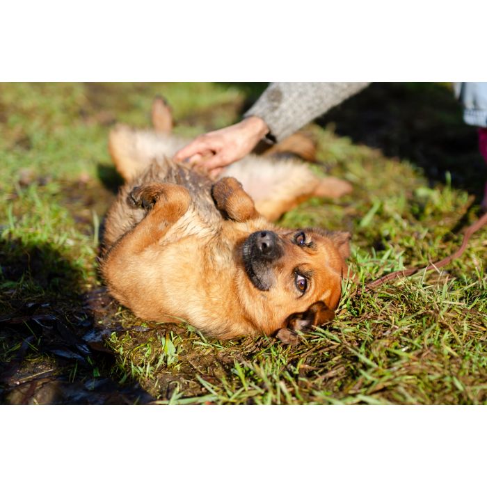 Cudowna, delikatna Kora szuka domu!