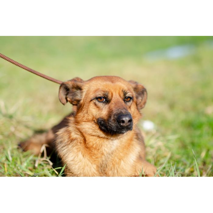 Cudowna, delikatna Kora szuka domu!