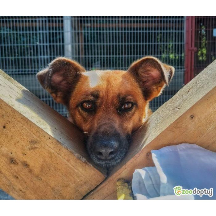 Cudowna, delikatna Kora szuka domu!