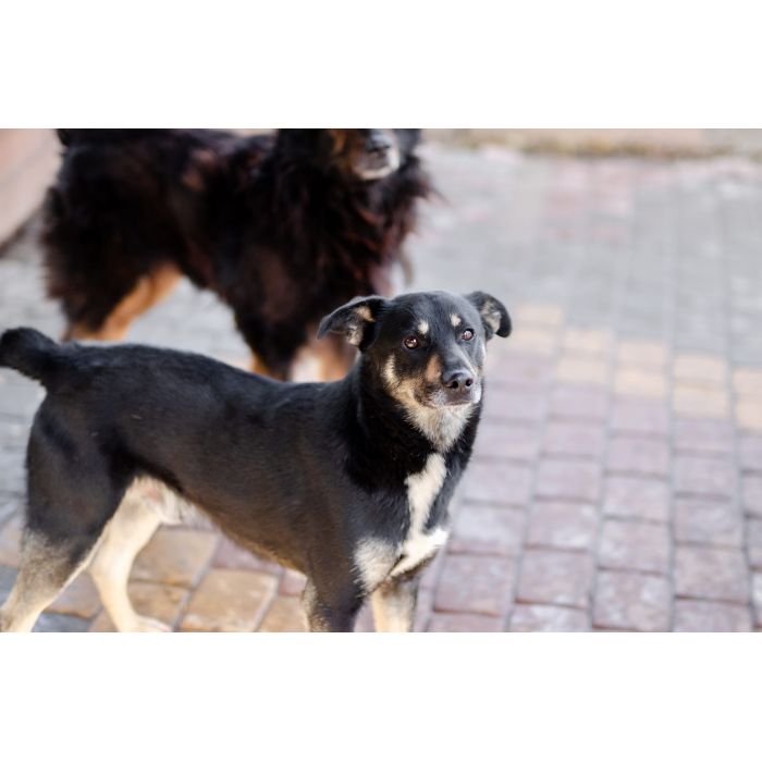 Ogonek - delikatny łagodny, młody psiak szuka domu!