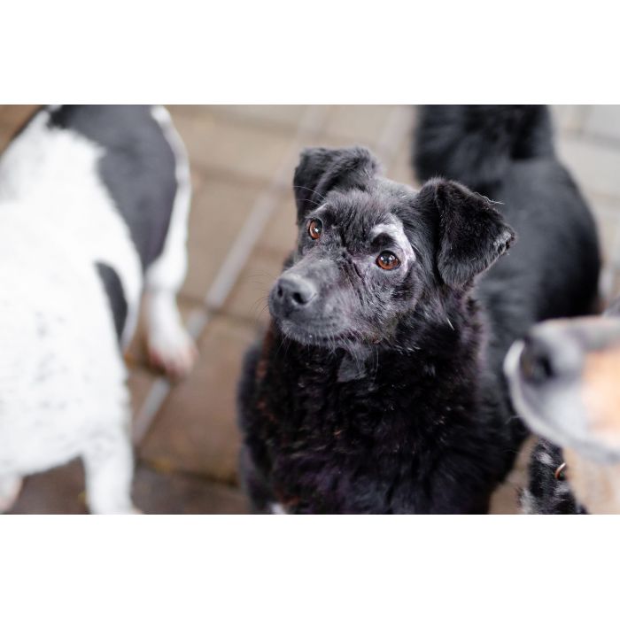 Wyjątkowy Teoś szuka domu