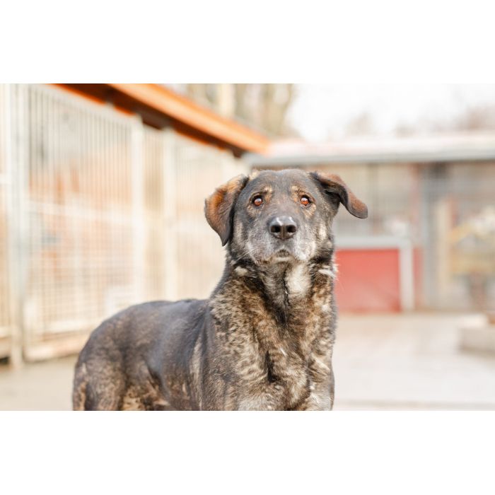 Gaja - pełna mądrości, przyjazna sunia