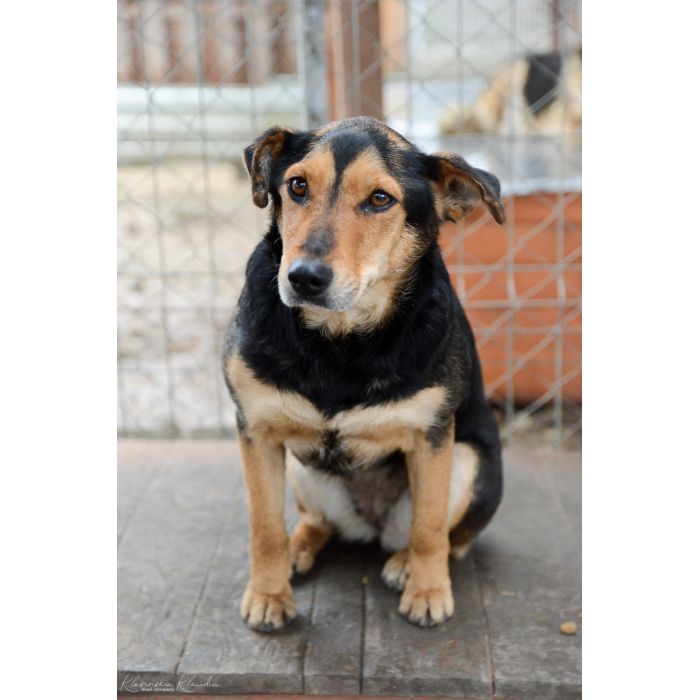 Tedzia - wesoła, niskopodwoziowa sunia!