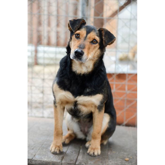 Tedzia - wesoła, niskopodwoziowa sunia!