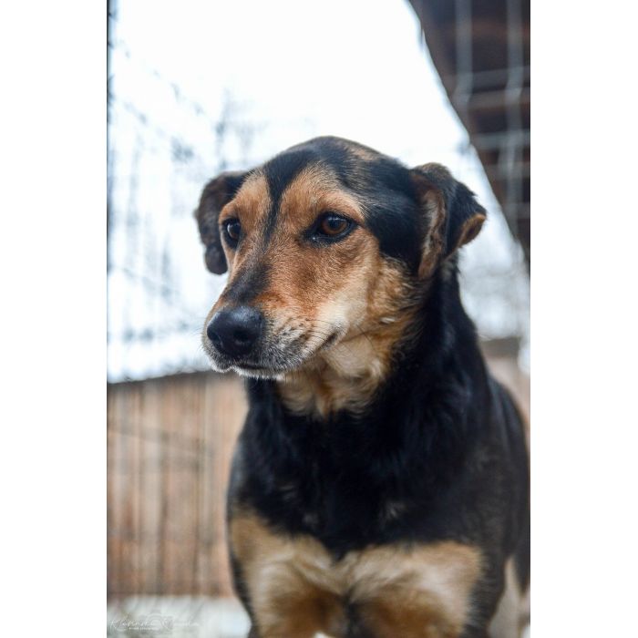 Tedzia - wesoła, niskopodwoziowa sunia!