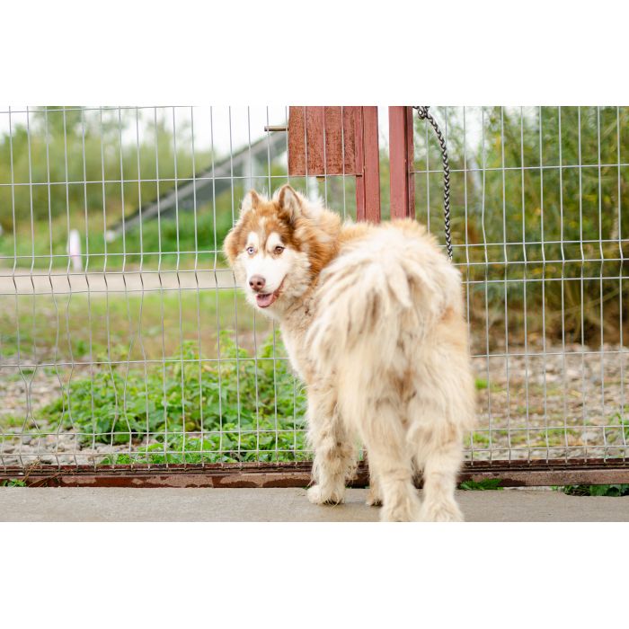 Drako - piękny malamut z wielką osobowością