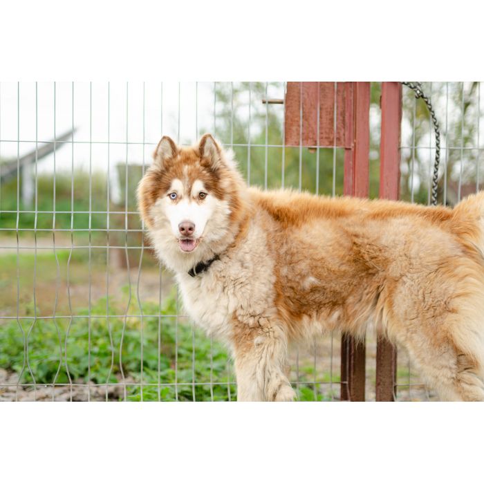 Drako - piękny malamut z wielką osobowością