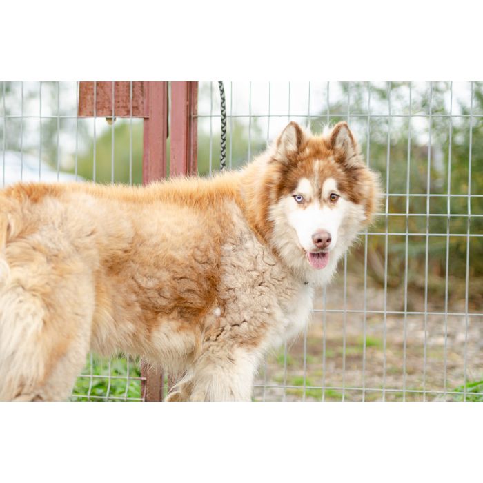 Drako - piękny malamut z wielką osobowością