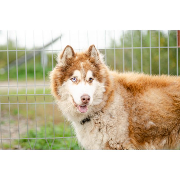 Drako - piękny malamut z wielką osobowością