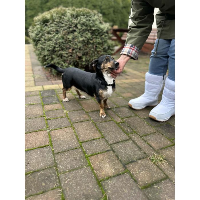 Dwie nakolankowe sunie jamnik mix szukają domu!