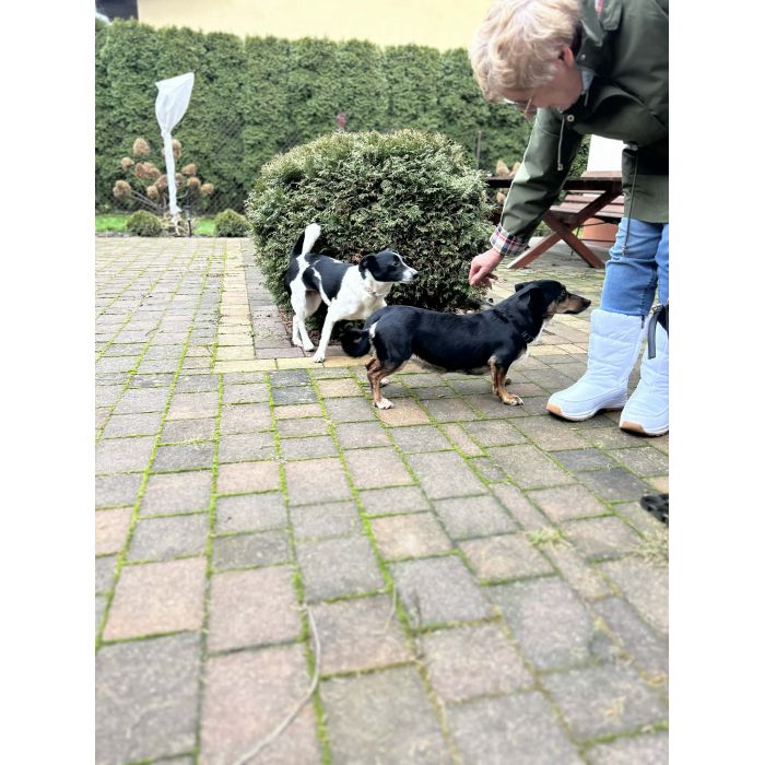 Dwie nakolankowe sunie jamnik mix szukają domu!