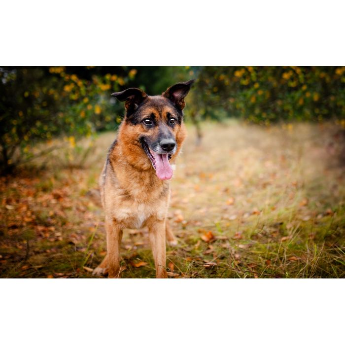 Lizak - mądry, łagodny, kochający pies BŁAGA o dom!