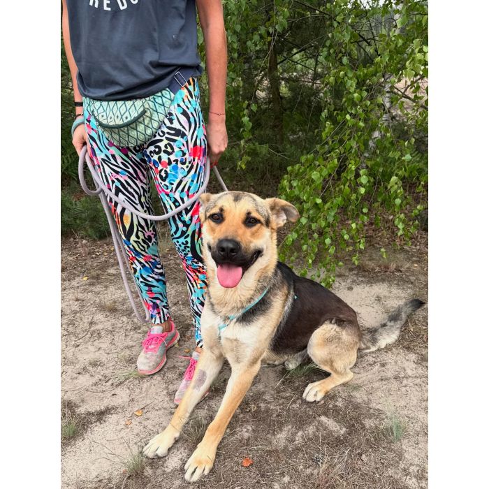 Magnus - duży pies o wielkim sercu szuka domu!