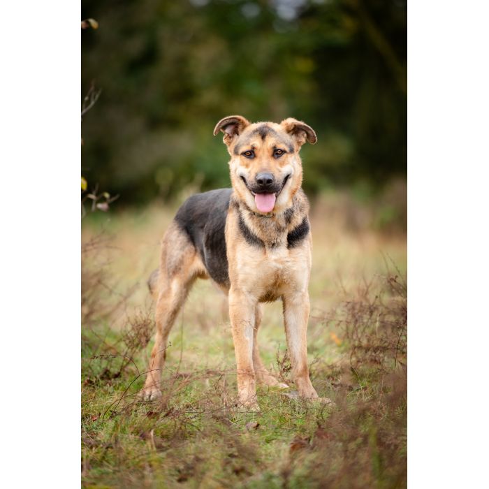 Magnus - duży pies o wielkim sercu szuka domu!