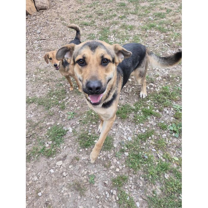 Magnus - duży pies o wielkim sercu szuka domu!