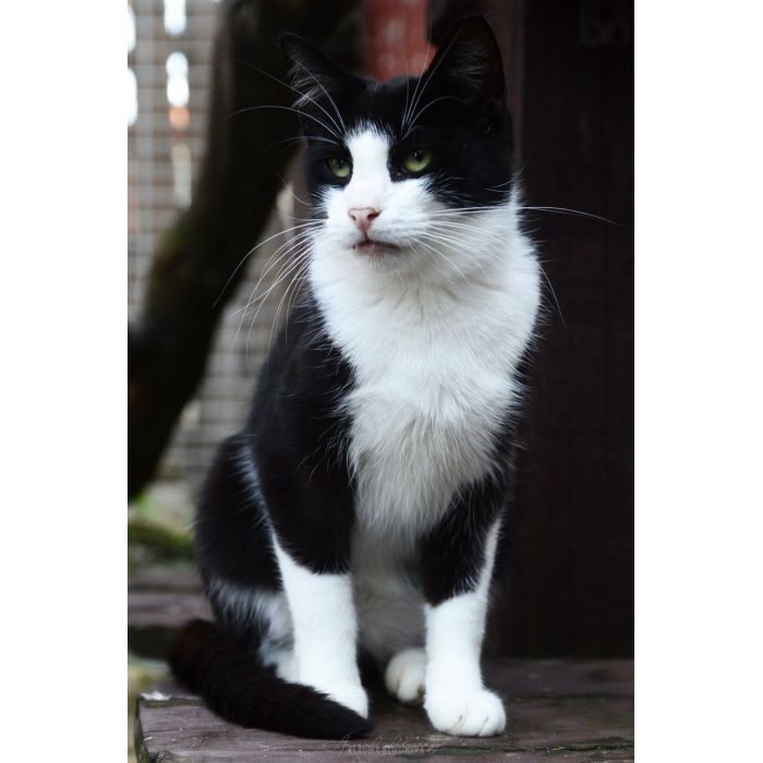 Dany - domowy, wychowany, wesoły kotek!