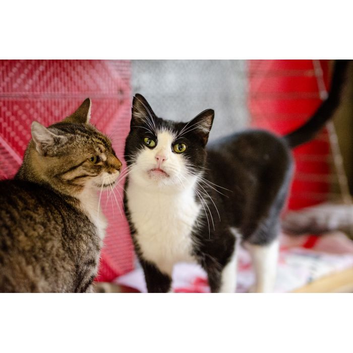 Dany - domowy, wychowany, wesoły kotek!