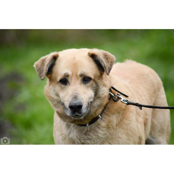 Dex - kochany, wierny pies szuka domu!