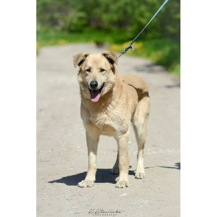 Dex - kochany, wierny pies szuka domu!