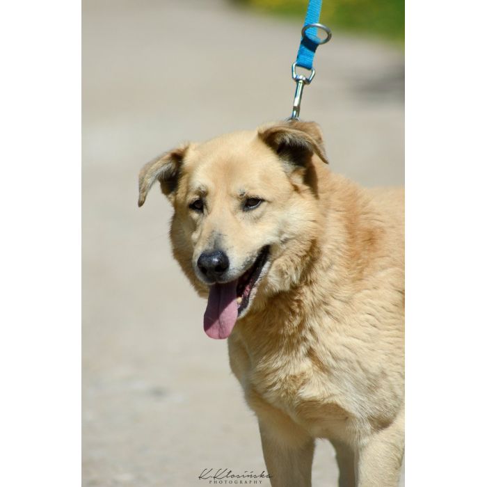 Dex - kochany, wierny pies szuka domu!