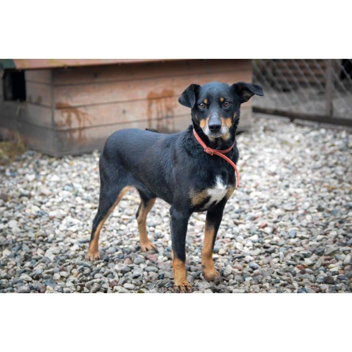 Puszek - psi anioł do pokochania!