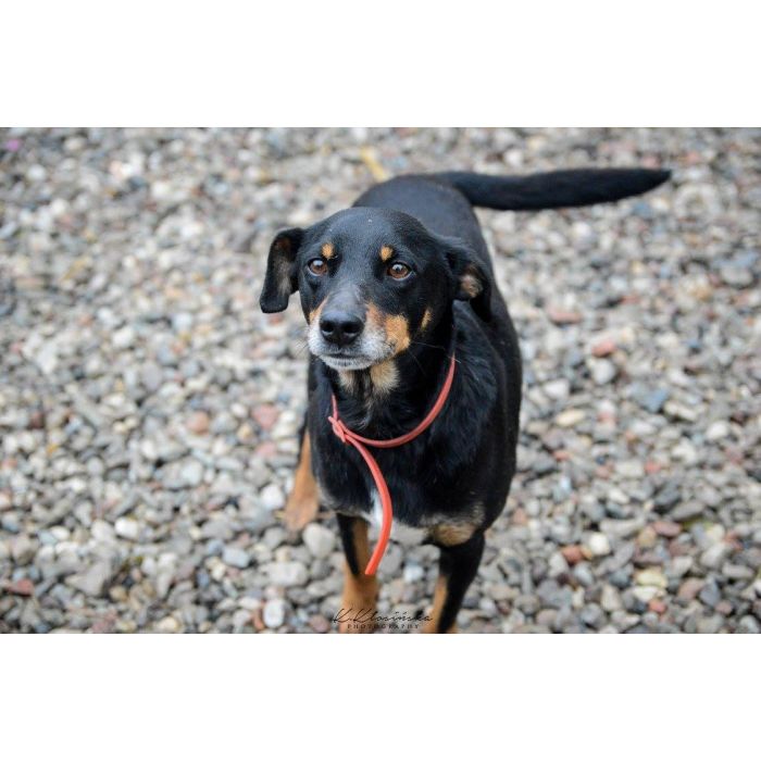 Puszek - psi anioł do pokochania!