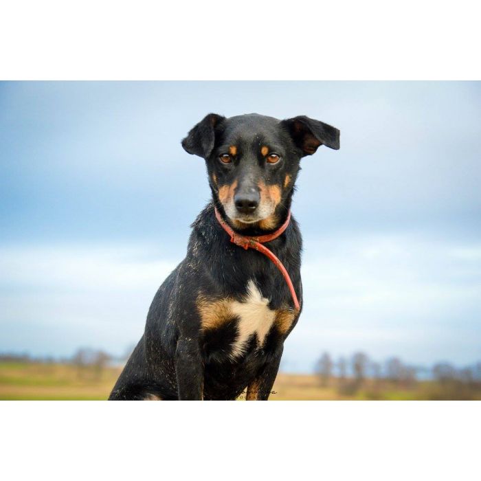 Puszek - psi anioł do pokochania!