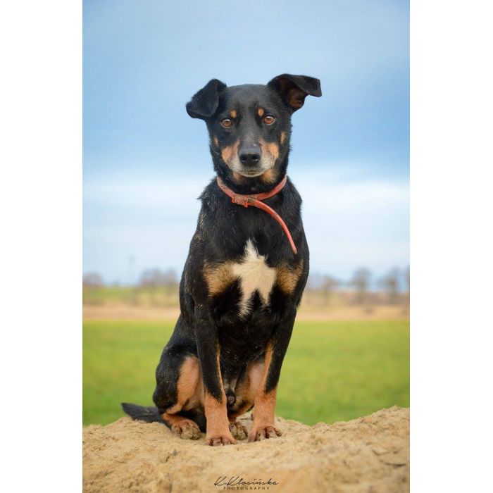 Puszek - psi anioł do pokochania!