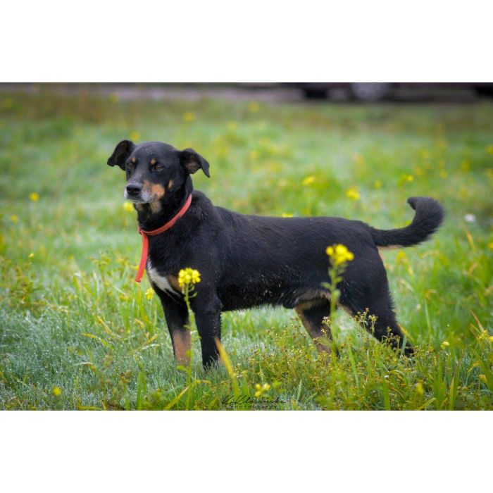 Puszek - psi anioł do pokochania!