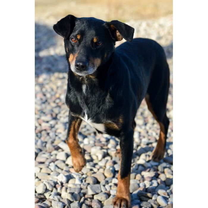 Puszek - psi anioł do pokochania!