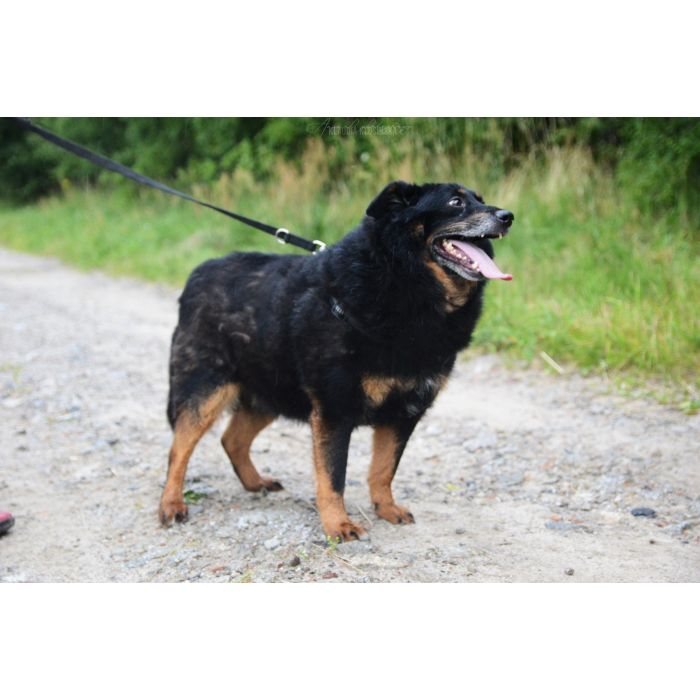 Dżeki - niekonfliktowy, wspaniały psiak szuka domu