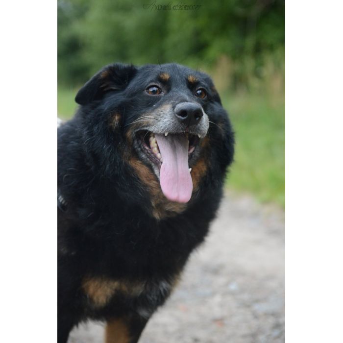 Dżeki - niekonfliktowy, wspaniały psiak szuka domu