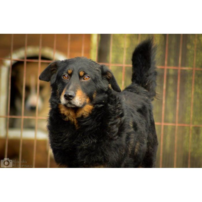 Dżeki - niekonfliktowy, wspaniały psiak szuka domu