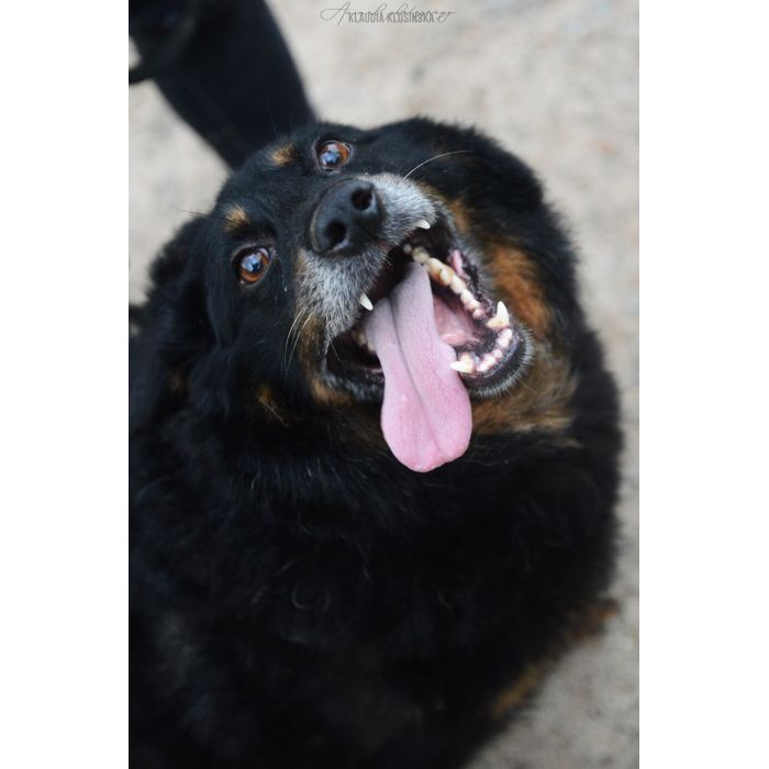 Dżeki - niekonfliktowy, wspaniały psiak szuka domu