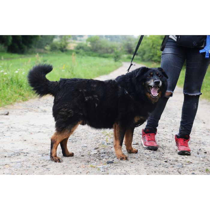 Dżeki - niekonfliktowy, wspaniały psiak szuka domu