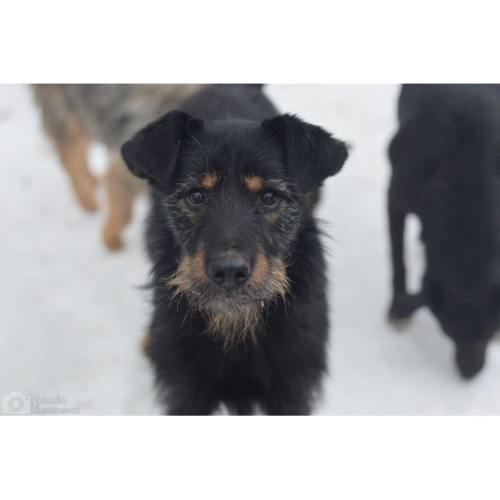 Disel - cudny, nieśmiały terrierek szuka domu!