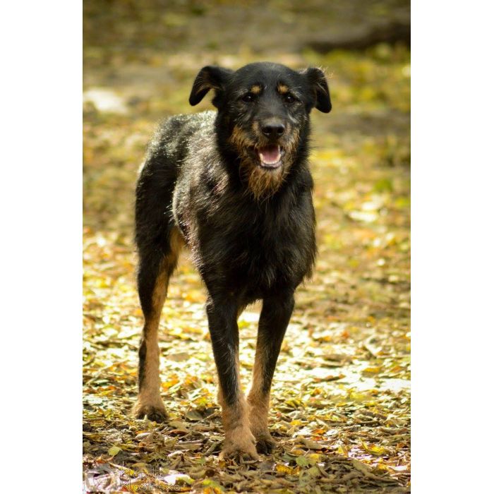 Disel - cudny, nieśmiały terrierek szuka domu!