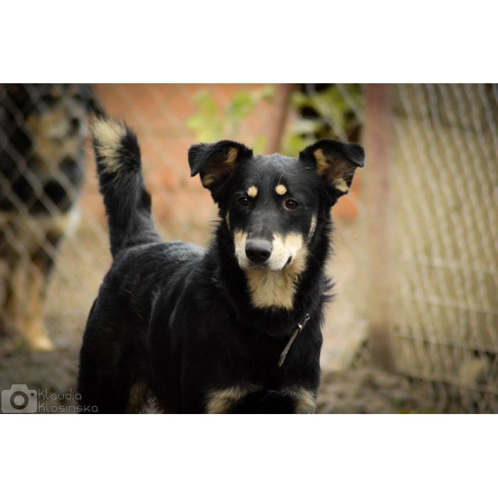 Pixel - wesoły, łagodny psiak szuka domu!