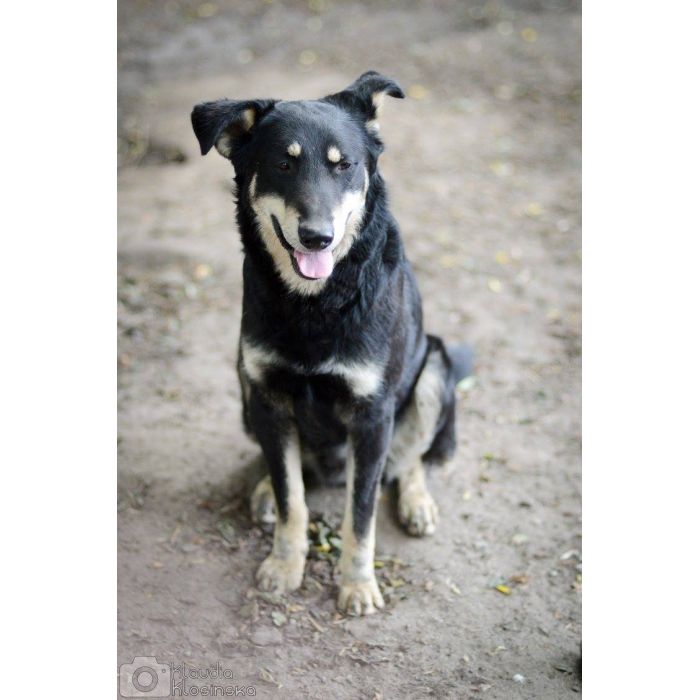 Pixel - wesoły, łagodny psiak szuka domu!