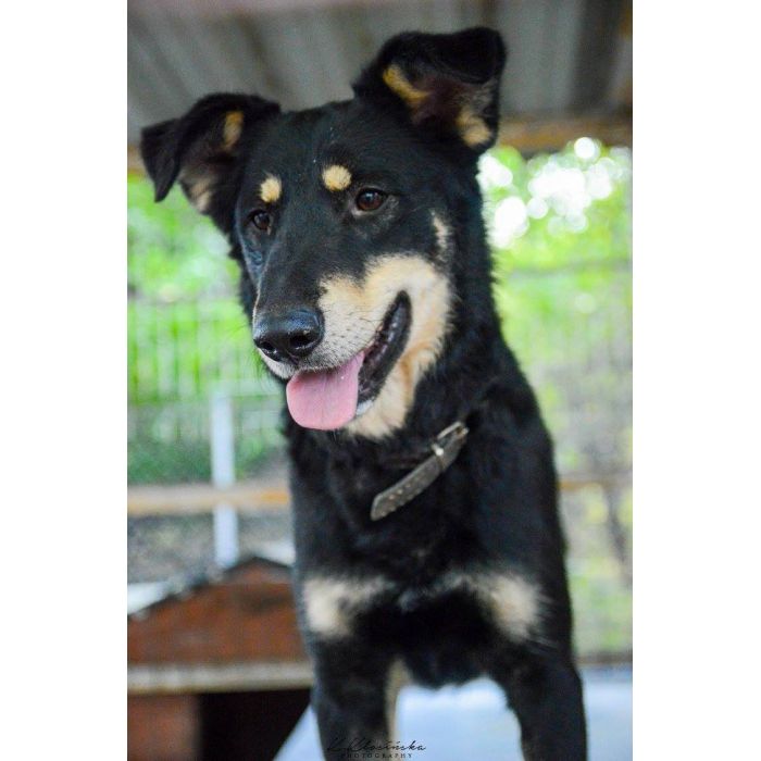 Pixel - wesoły, łagodny psiak szuka domu!