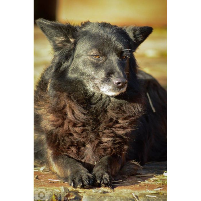 Bleki - psia indywidualistka szuka domu!