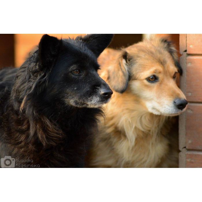 Bleki - psia indywidualistka szuka domu!