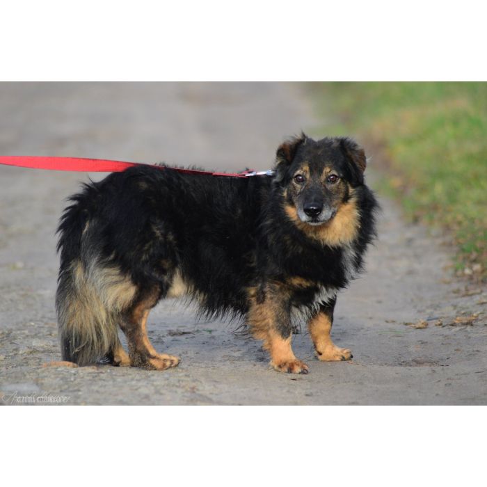 Słodki - nieduży, delikatny psiak szuka domu!