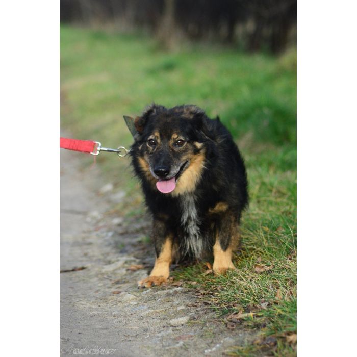 Słodki - nieduży, delikatny psiak szuka domu!